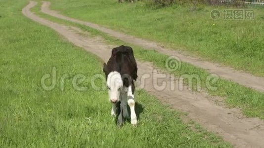 奶牛在河边的草地上视频