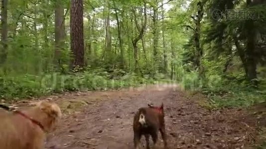 两只小狗在公园里散步视频