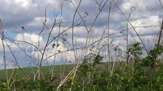 草在风和阳光中摇曳视频