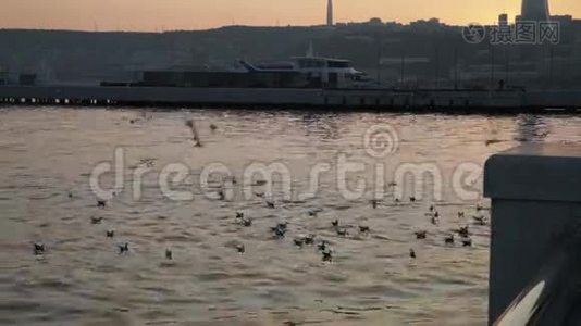日落时海湾上的海鸥视频