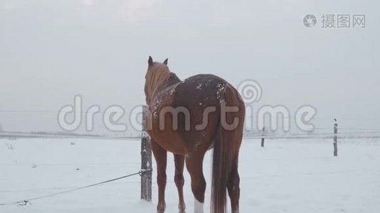不同品种的马在冬天的雪场里吃草，它正在下雪视频