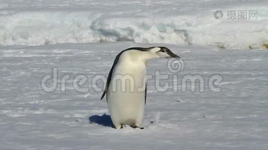 年轻的帝企鹅，站在冰冻的海洋里，冬日阳光明媚视频