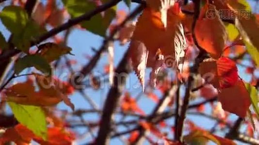 美丽的秋天17视频