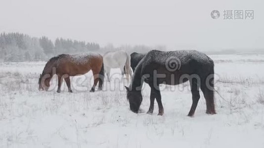 不同品种的马在冬天的雪场里吃草，它正在下雪视频