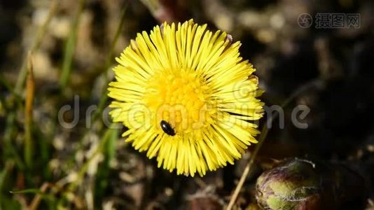 柯茨脚与甲虫一起开花视频