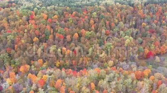 秋季景观的秋色鲜艳多彩树，绿橙淡红。 森林中的秋天，空中俯视视频