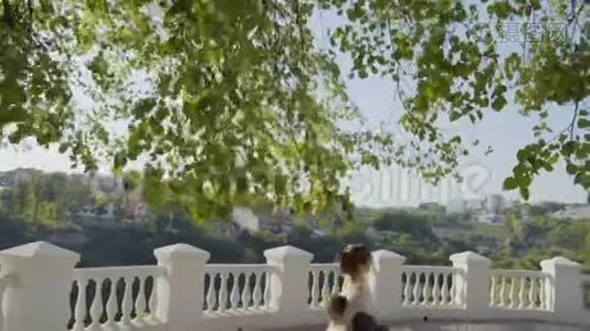 刚结婚的夫妇在城里散步，桥视频