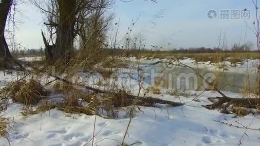 田野溪，草冻了，雪走了俄罗斯的户外枯树，冬天的风景，户外的稳定视频