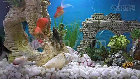鱼缸里的鱼€“金鱼，黑望远镜金鱼”视频