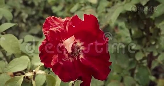 红玫瑰顶景特写.. 法国花园里美丽的玫瑰丛。 水平射击视频