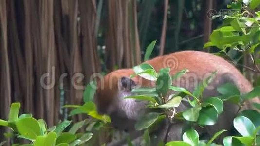 长尾猕猴吃树叶视频