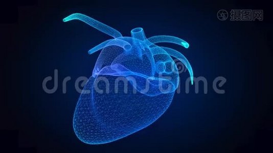 人体心脏的运动动画。 发光蓝线人体心脏三维模型视频