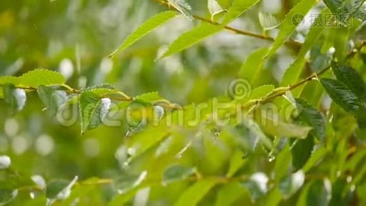 大滴雨慢慢落在绿叶上视频