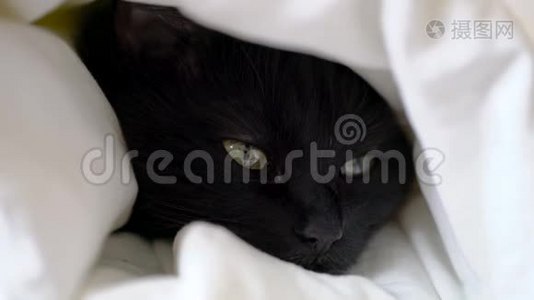 黑猫躺在温暖的毯子里视频