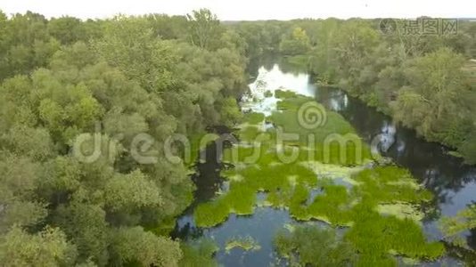 飞越长满青草的河流，乌克兰被树木包围-空中录像视频