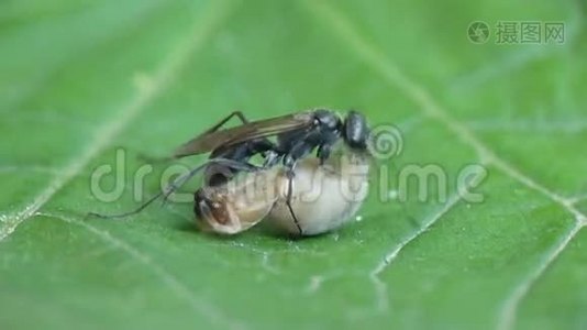 黑色黄蜂与猎物视频