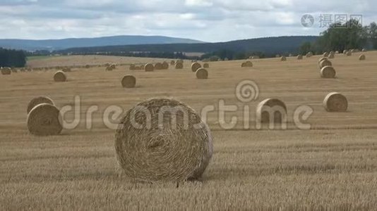 农业领域。 圆捆稻草捆在田野里。视频