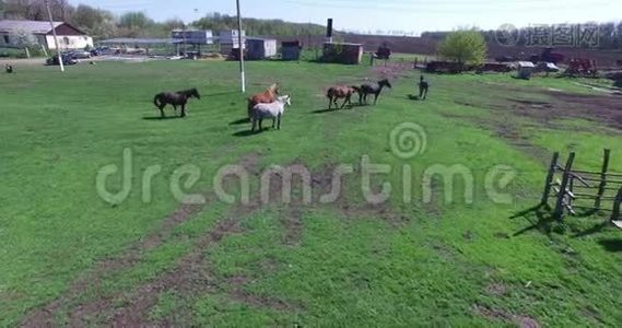 马在一个小农场里放牧视频