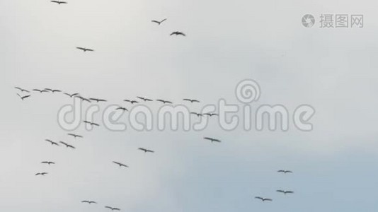 一群鹤鸟在空中盘旋。 德国秋季鸟类迁徙视频