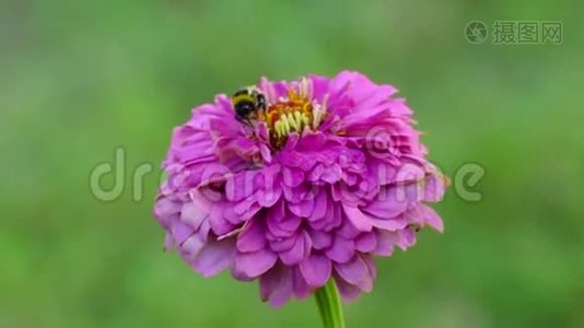 大黄蜂在一朵紫花上采集蜂蜜视频