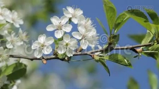 朵朵樱花枝对蓝天.视频