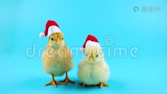两只可爱的小公鸡，根据中国日历，象征2017年视频