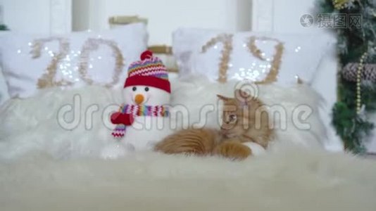 可爱的红色小猫梅坤玩圣诞球与一个雪人的圣诞装饰。 4k，30fps，2019年。视频