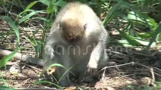 兽医猴子觅食昆虫视频