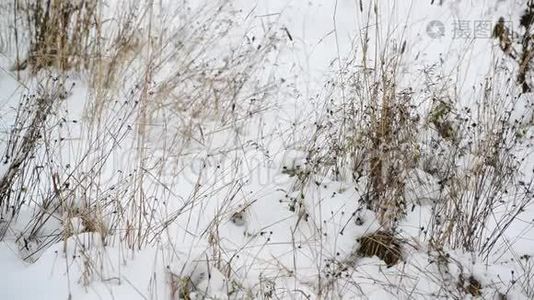 在雪地里杂草丛生视频