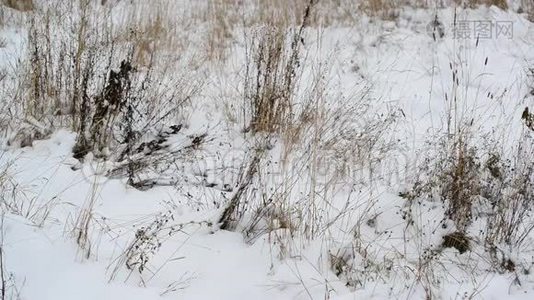 在雪地里杂草丛生视频