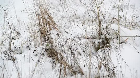 在雪地里杂草丛生视频