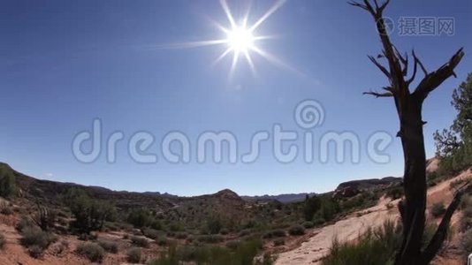 沙漠景观中的老树基地.视频