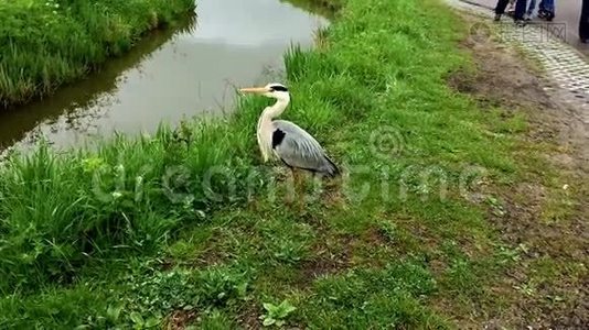 鹭飞上公园的天空视频