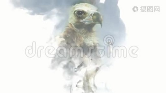 秃鹫的头出现在白色的烟雾背景上视频
