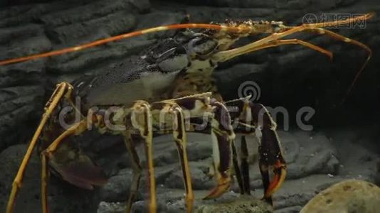 水族馆里的有趣龙虾视频