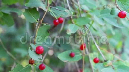 夏天，红色的野生森林浆果生长在灌木丛中，在风中摇摆视频