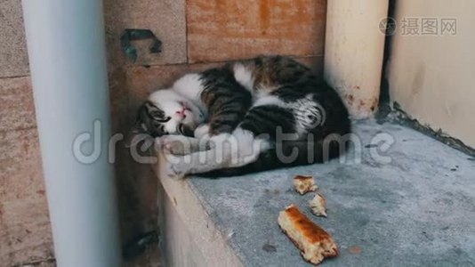 无家可归的三色猫蜷缩着躺着，试图睡觉，旁边是一片面包。 无家可归的问题，没有人视频