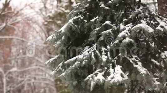 白雪覆盖的树，雪躺在树枝上，圣诞树躺在雪地里视频