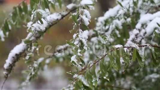 城里第一场雪。 秋季寒冷季节视频