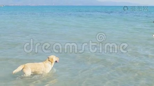 一只狗在海滩上跑进海水里。 拉布拉多猎犬跟着小球走。 在夏天的周末玩得开心。 慢慢视频