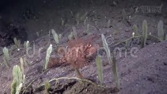 扎鲁海沙上的莱西蝎子鱼视频