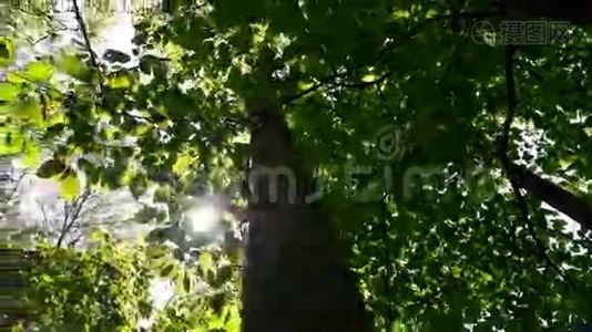 树顶从地面向上移动视频