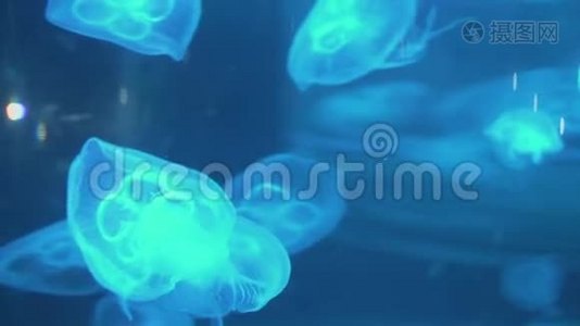 在水族馆游泳池里游泳的荧光水母。 带着发光水母的透明水母在水下拍摄视频