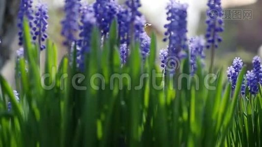 美丽的蓝色花朵在风中摇曳。 一只小黄蜂聚集花粉。 慢速全高清1080p视频