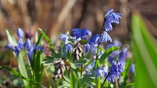 蓝色的雪滴草春林初夏的大自然美丽的风景花视频