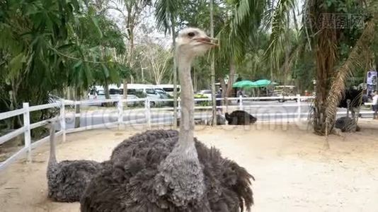 高河露天动物园的鸵鸟。 泰国视频