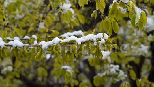 异常天气。 四月下旬下雪。 在树上，绿叶和鲜花视频