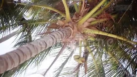 从下往上看一棵美丽的棕榈树，背景是蓝天上的椰子。 1920x1080。 高清高清视频