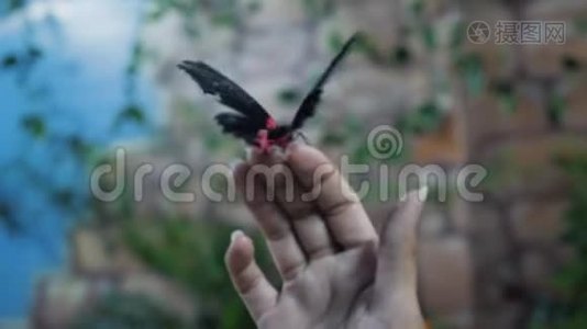 蝴蝶在人的手上，自然之美.. 和平与爱的概念视频