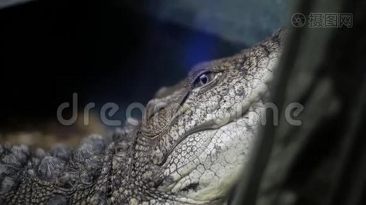 鳄鱼在水族馆里。 开曼群岛。 鳄鱼视频